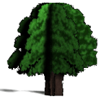 tree05